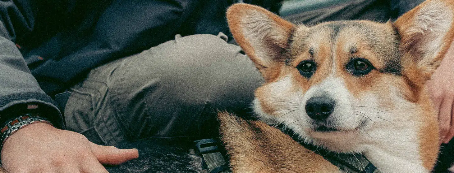 La chienne Plùm au bord du Canal du Midi.