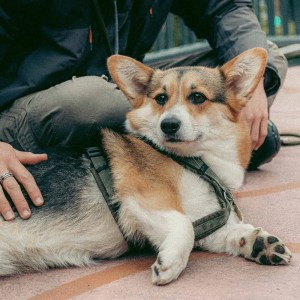 Plùm, Welsh Corgi Pembroke, allongée sereinement près de Camille Proust à Toulouse.